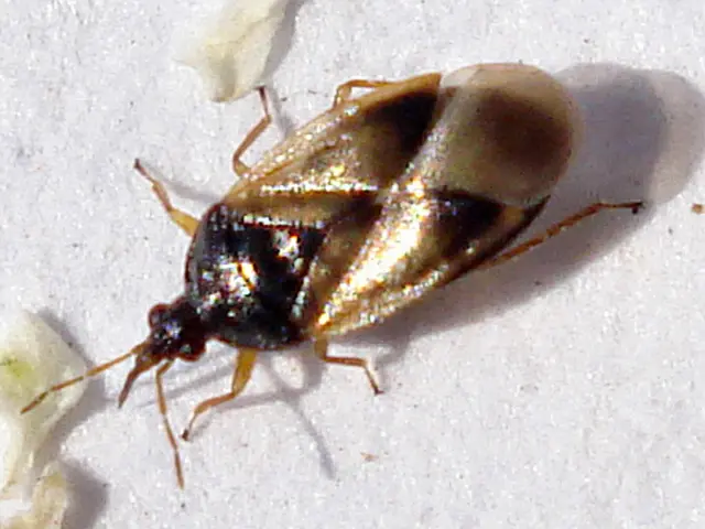 Soil-Dwellers in Plant Roots: Unveiling Their Identity