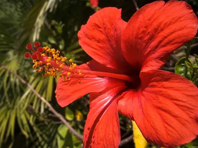 Keep Vigilant About Hibiscus Ailments: Recognize 5 Common Issues to Keep an Eye On