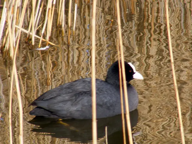 Chemical-free weed removal strategy