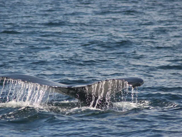 Mermaid Syndrome Exploration: Symptoms, Origins, Therapies, Prognoses, and Further Insights