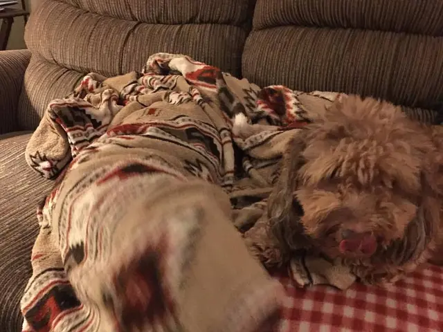 Sofa Restoration by CJM Cleaning: Rejuvenate Your Luxury Couch With Elegance