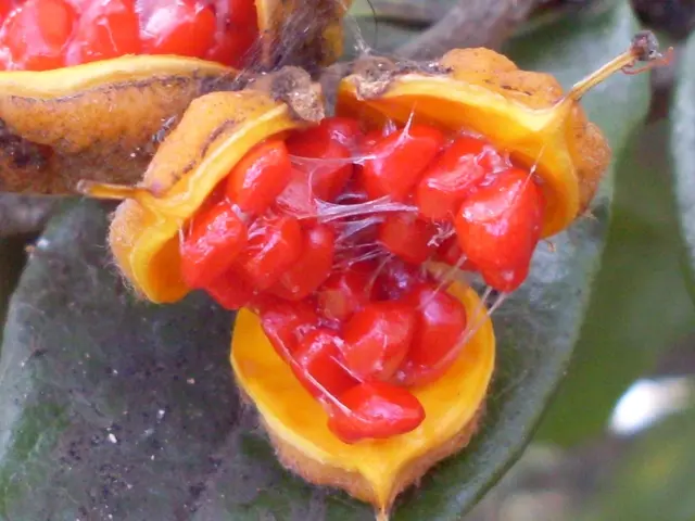Harvest edible plants in June