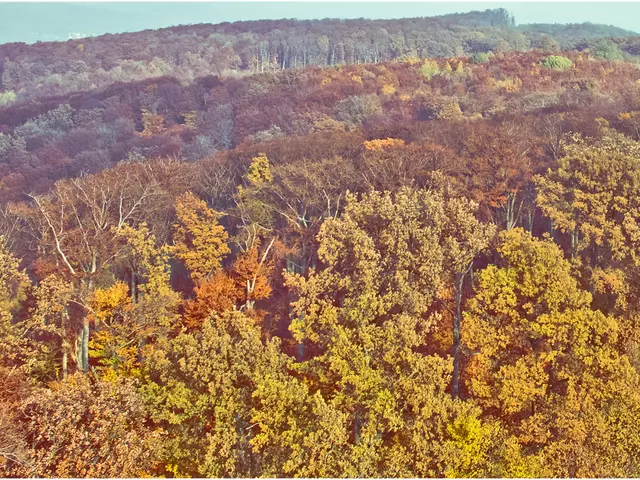 Unveiling Elm Tree Seeds: A Timeless Gift from Nature