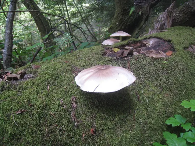 White mushroom yield celebrated by Kurgan locals near Village of White Yar