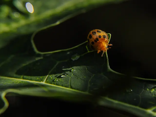 Mining Insects That Damage Leaves: A Damaging Species Creating Havoc on Foliage Worldwide