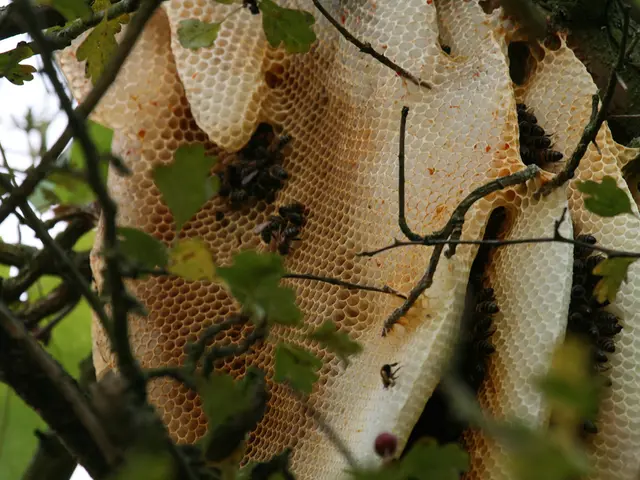 Bees: Discovering Hidden Symbolism and Esoteric Implications
