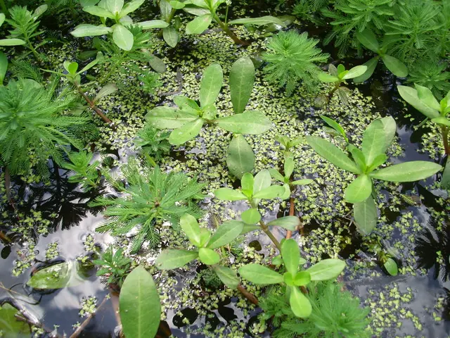 Essential Aquatic Vegetation for Your Outdoor Pond!