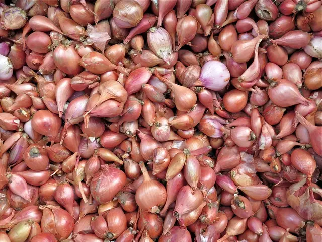 Guidance for Onion Harvest: A Comprehensive Guide