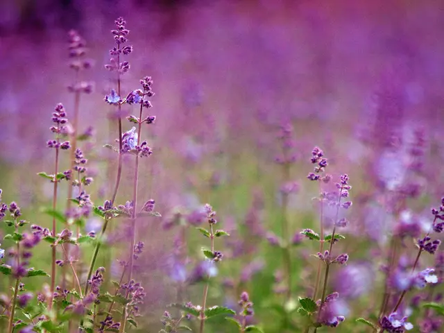 Revitalizing Wilted Lavender Bushes: A Guide