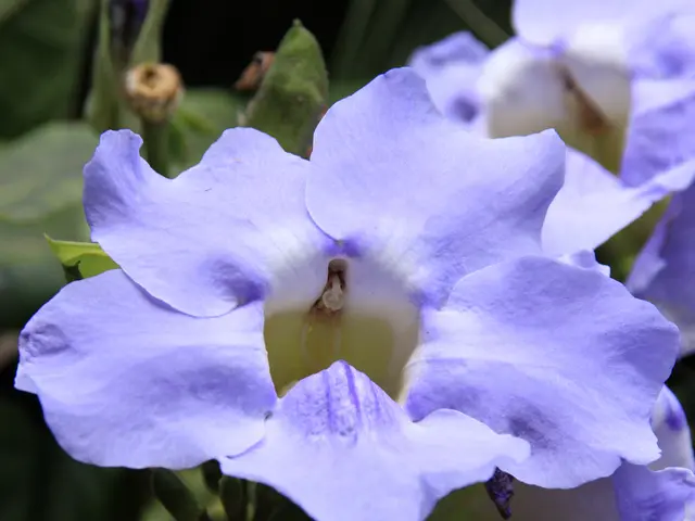 Augment your garden's blooms with minimal effort and zero cost by sowing these self-seeding flowers...