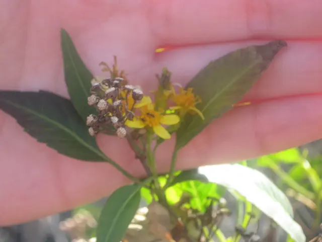 Simple Guide to Eliminating Patio Weeds: 6 Effortless Methods, Ranging from Manual Pulling to...