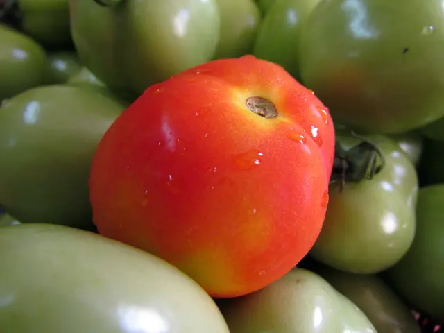 The reason for tomatoes splitting or cracking as they ripen is explained here.