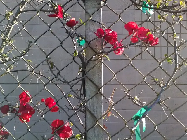 Clear Sustainability Assessment Enhanced for Better Understanding