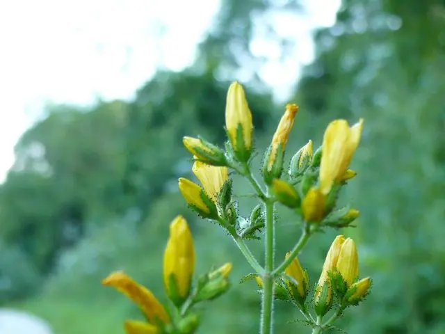 If you find yourself in a fruitless search for raspberries locally, our guidance is at your...