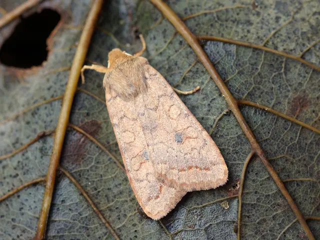 Destructive Insects Targeting Plant Leaves: A Closer Look at Leaf Miners