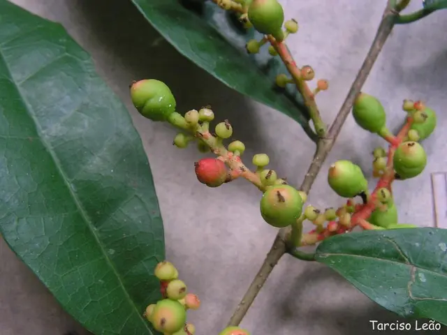 Training and shaping a fig tree: a step-by-step guide