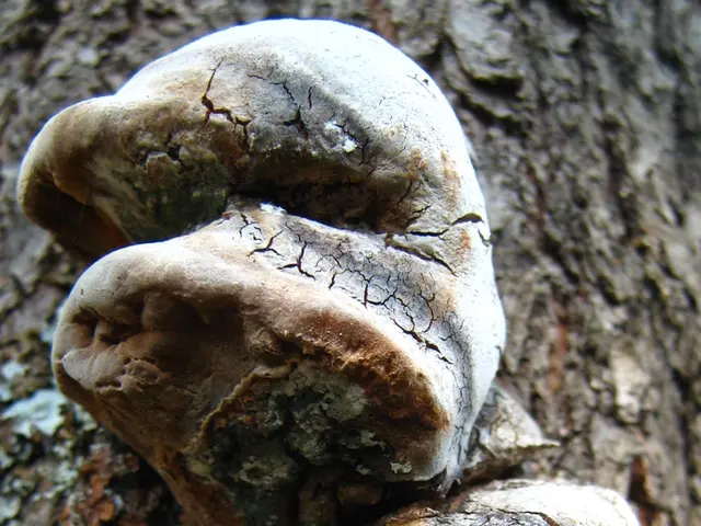 Soil Mold in Plants: A question of Safety or Non-toxicity?