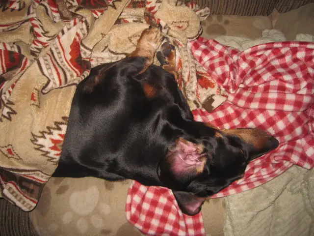 Top 2025 dog beds designed for calming nervous dogs to promote relaxation