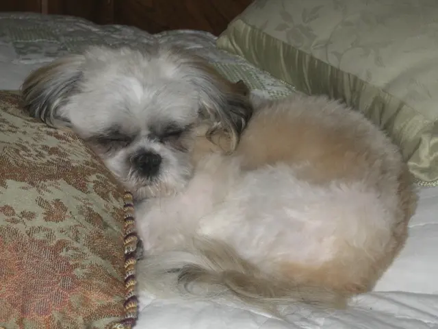 Canine Vacations: Exploring the Turkish Riviera with Your Four-Legged Companions