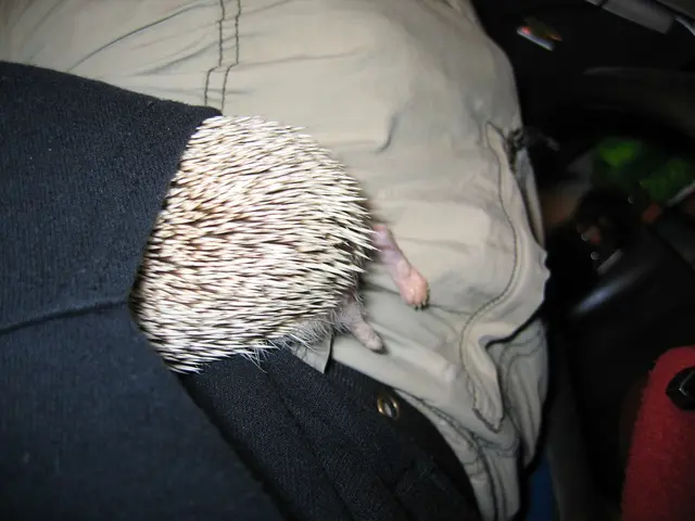 Three Effortless Techniques for Extending Your Hoodie's Lifespan