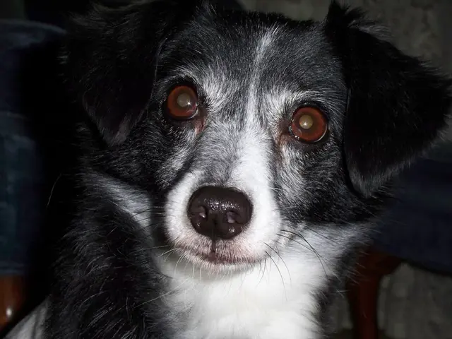 Avoiding common blunders in dog recall training is pivotal, as a small oversight can carry...