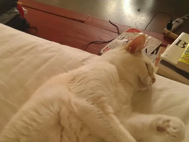 Secure Your Home for Feline Intruders in a Breeze: 12 Straightforward Strategies