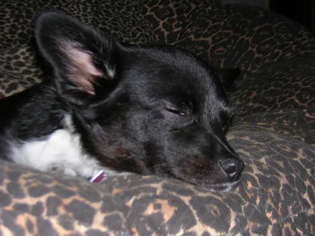 Questioning the Pros and Cons of Sharing a Bed with Your Canine Companion: Expert Opinions Unveil...