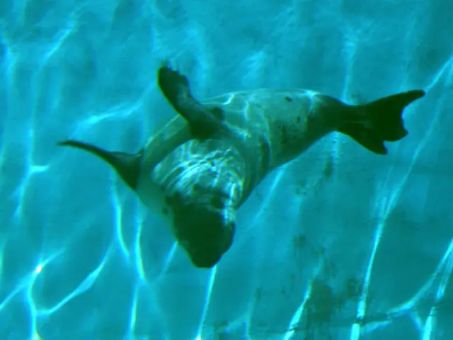 Replacing a Mould-Damaged Shower Seal with Silicone: A Step-by-Step Guide