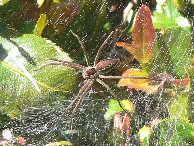Exclude arachnids from your residence during autumn using this unexpected, organic substance