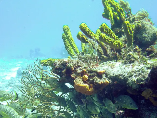 Was the Deepwater Horizon Oil Spill of 2010 Declared as Being Cleared by 2024?