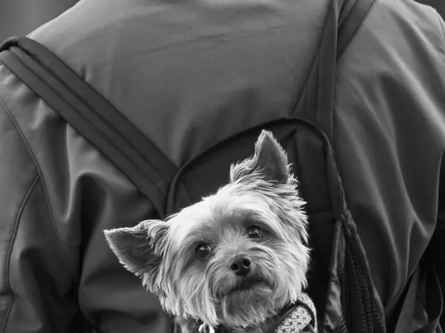 Procedure for fastening a harness on a little dog: Expert's sequential guide