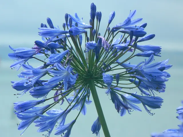 Chelsea Flower Show 2025 Design Details Unveiled at RHS Autumn Conference: Learn Who's Creating...