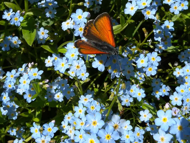 Summer-Thriving Blossoms That Radiate Color – Persisting Even as the Surrounding Garden Fades in...