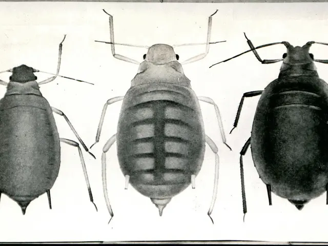 Bleach as a roach killer: Entomologists disclose the effectiveness of this common extermination...