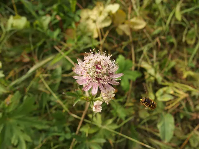 Simple, Mosquito-Deterrent Vegetation You Can Easily Cultivate
