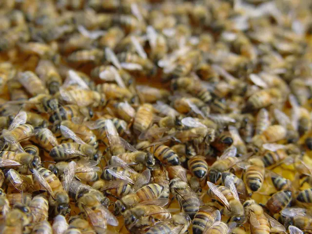 Bees are set to gather in Düsseldorf, ready for a swarm.