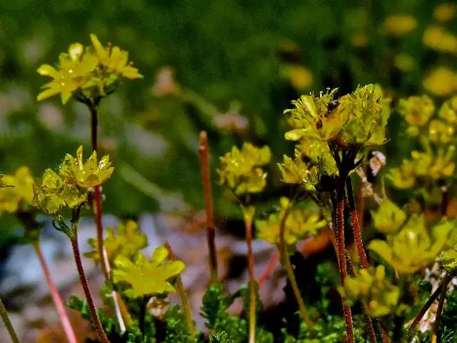 Yellowing Gardenia Leaves: Causes & Solutions Explained