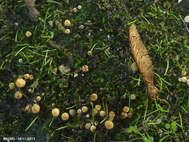 Guidelines for Enhanced Rosemary Shaping: Achieve Attractive Shrubs and Pantry-Filling Harvest