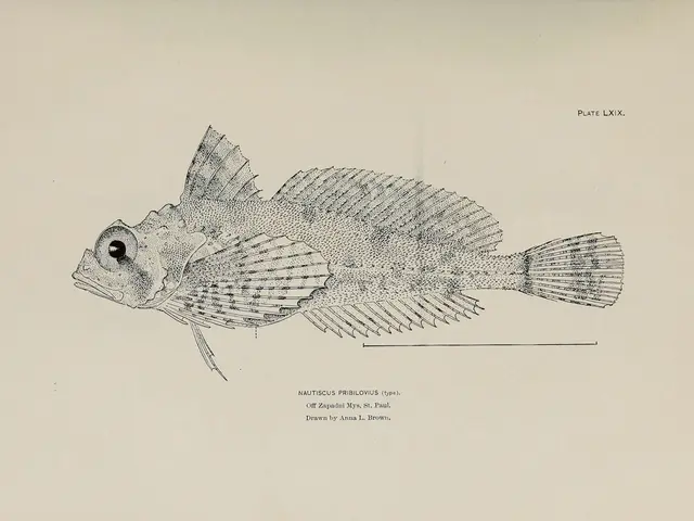 Handmade Fish Tank Designs