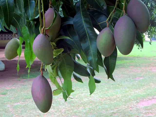 Mango farming expertise at its best: opt for Getfarms for top-tier mango farmland ownership