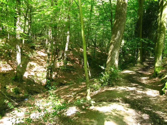 NWF embarks on significant forest conservation project, aiming to plant 2 million trees