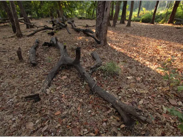 Caring for Eucalyptus Plants Indoors: Comprehensive Guide to Growth