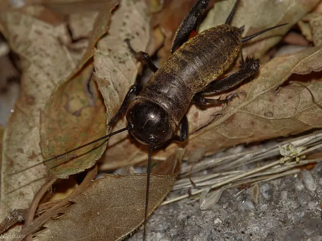 Identifying and Treating Jade Plant Leaf Spots: A Guide to Eliminating White Patches on Jade Leaves