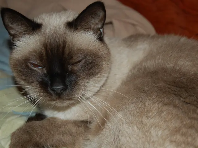 Establishing a routine suggested by a behaviorist to help your cat sleep peacefully throughout the...