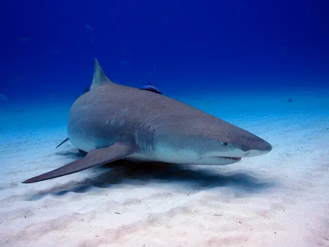 Dolphins and whales engage in interactions, and these spectacles are indeed delightful to observe.
