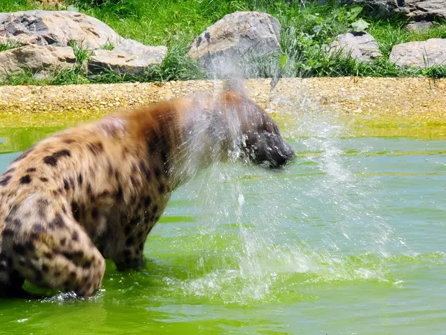 Toni, the mini-hippo residing in Berlin, leaves for Mulhouse