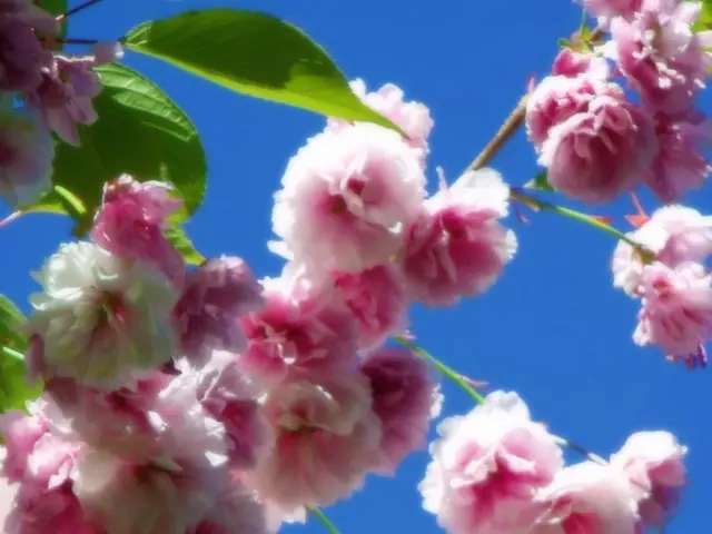 Tried Alstro Lux Yet?