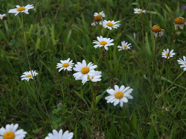 Gardening tip from Alan Titchmarsh: Nifty plants arrangement technique almost eliminates weeding...
