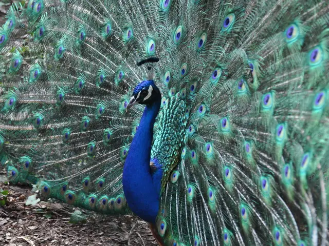 Tips for Nurturing Peonies in Spring: Achieving an Early Bloom for Your Peonies This Spring