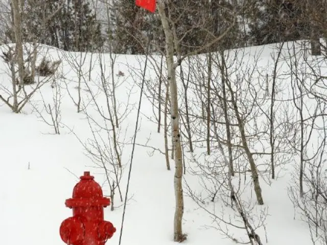 PruningTechniques and Timing for Hydrangeas: A Comprehensive Guide for Stunning Blossoms